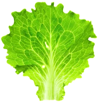 lettuce sticker